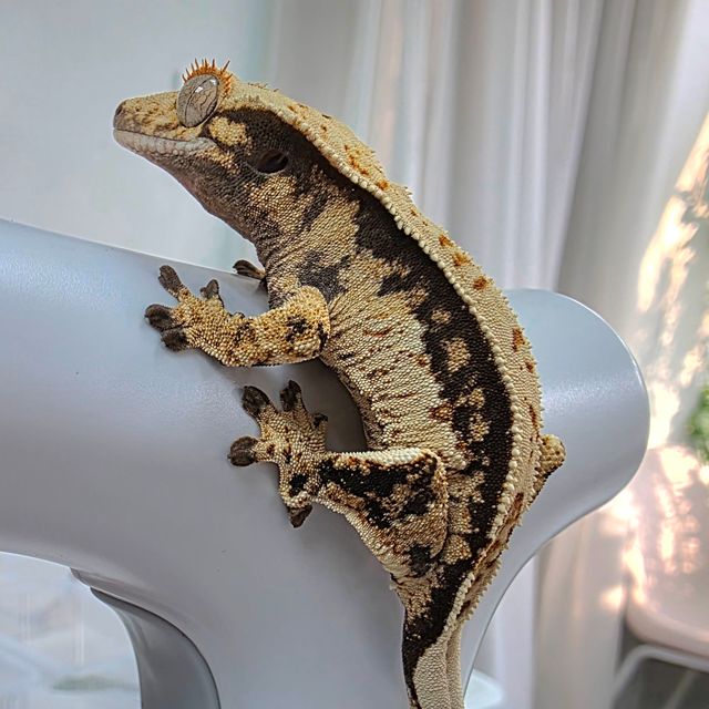 Extreme Harlequin Quad Tri