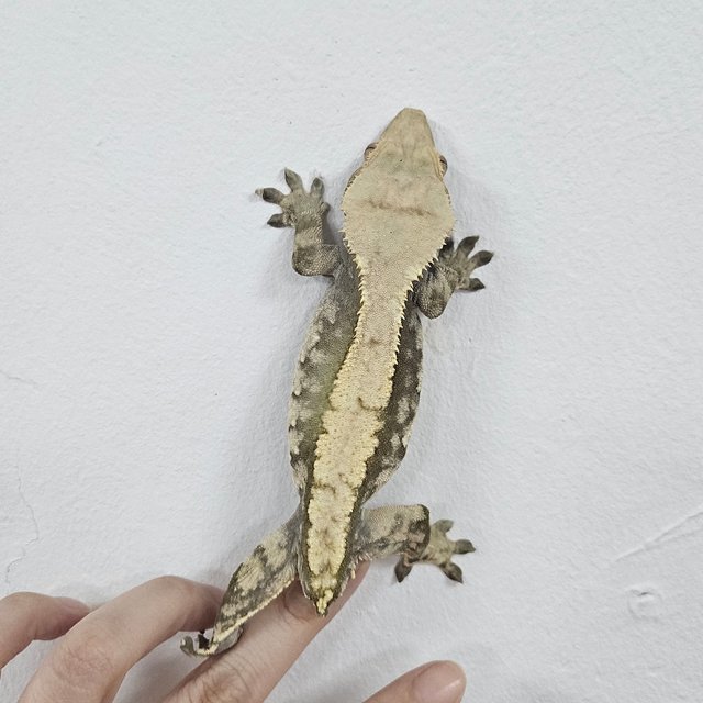 Normal Extreme Harlequin