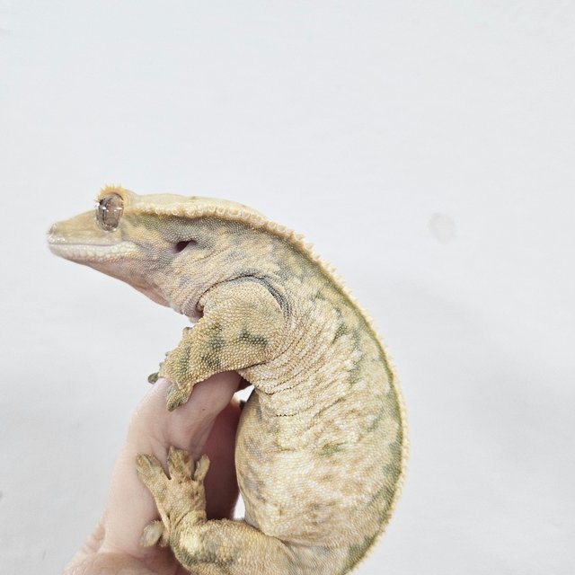 Normal Tri Extreme Harlequin