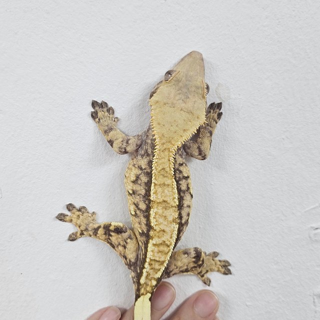 Normal Tri Extreme Harlequin