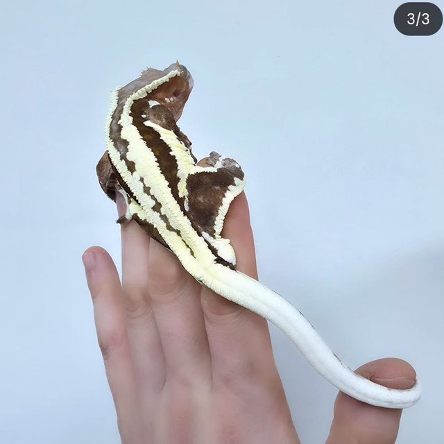 레드 프라푸치노