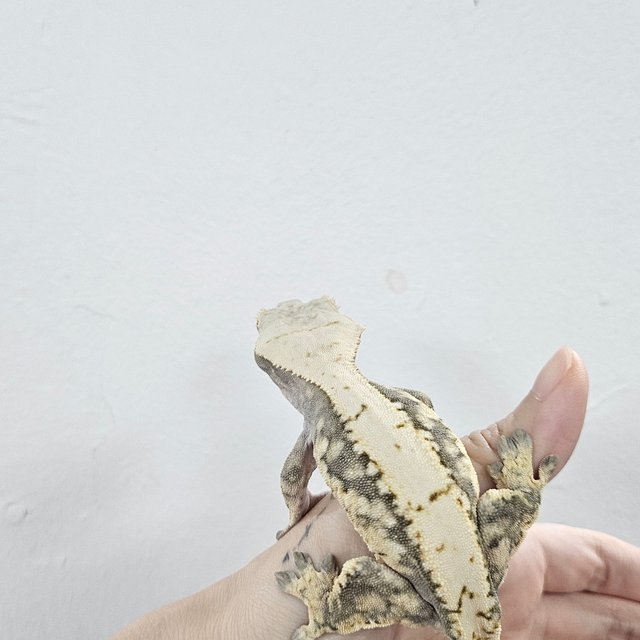Normal Tri Extreme Harlequin