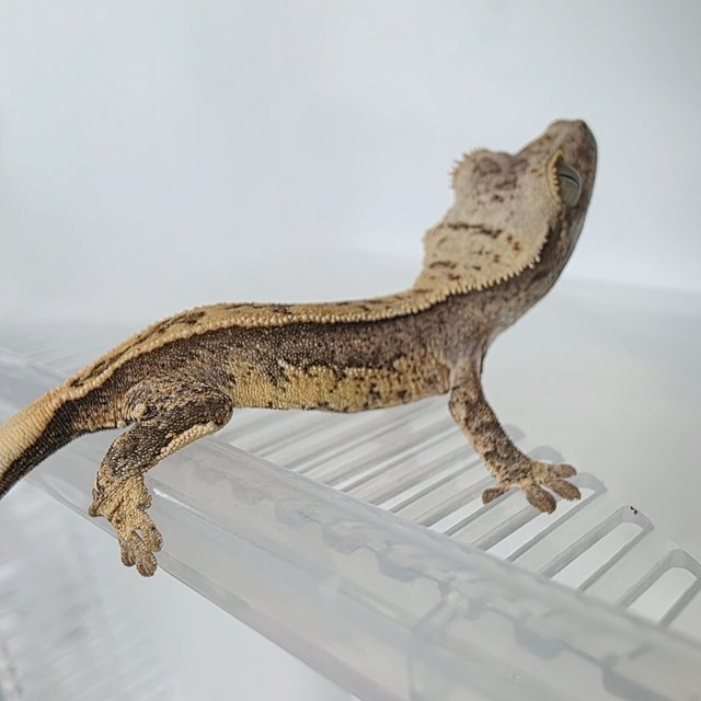 Full Pinstripe Normal Pinstripe