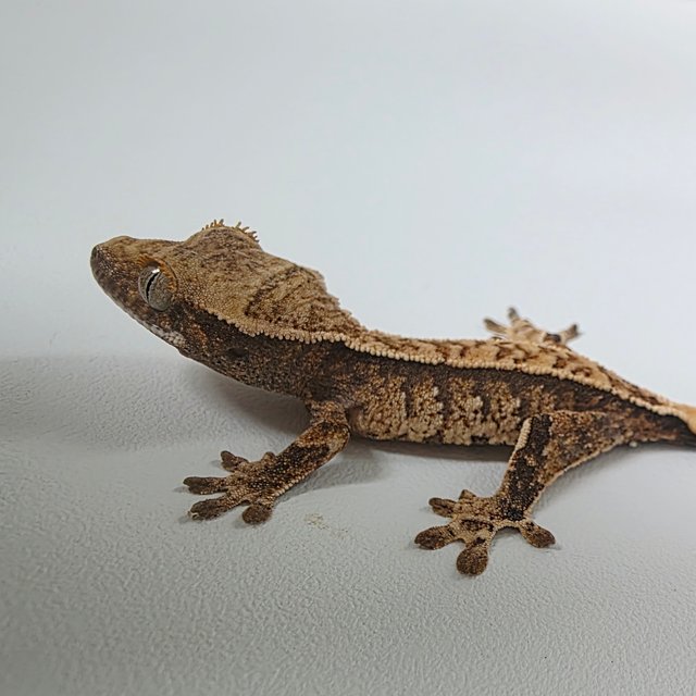 Normal Full Pinstripe