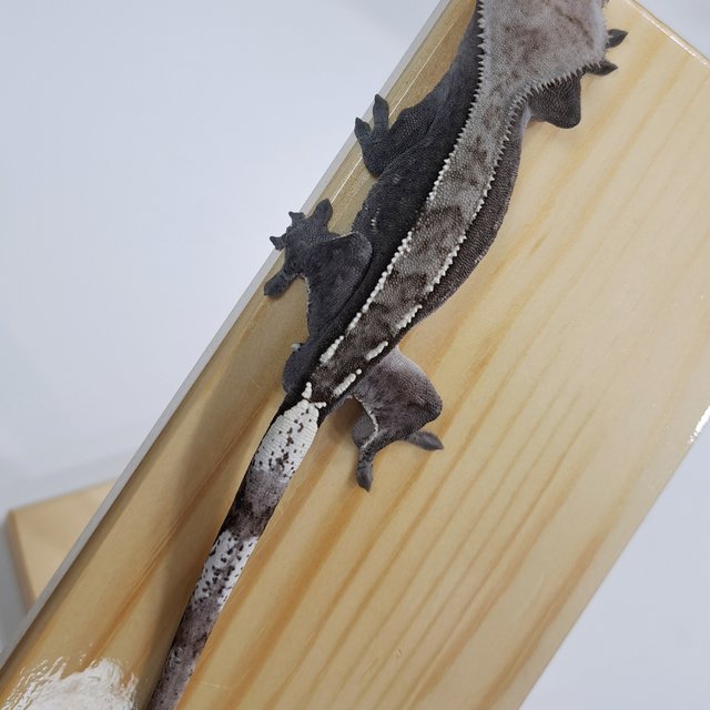 아잔틱