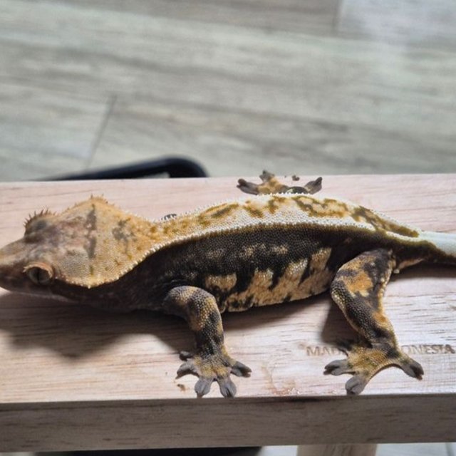 White Pin 100% Het Axanthic Dark