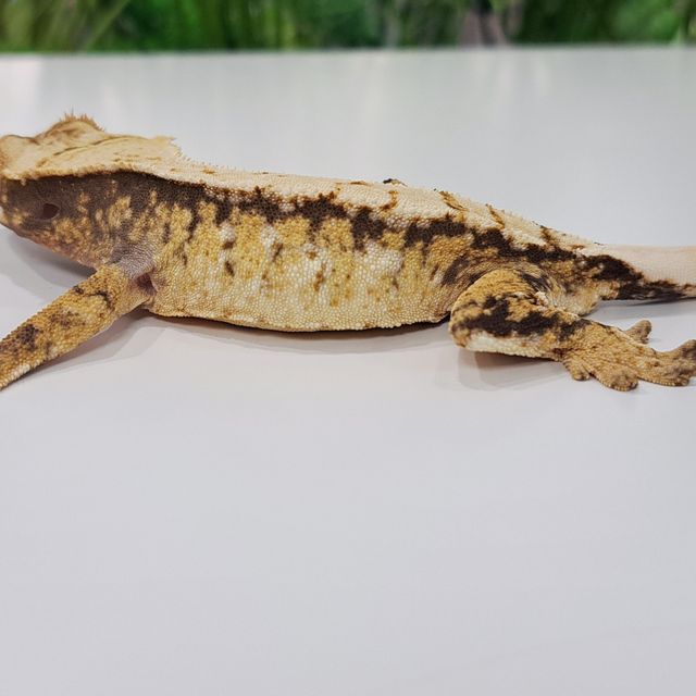 Tri Drippy Extreme Harlequin Tiger