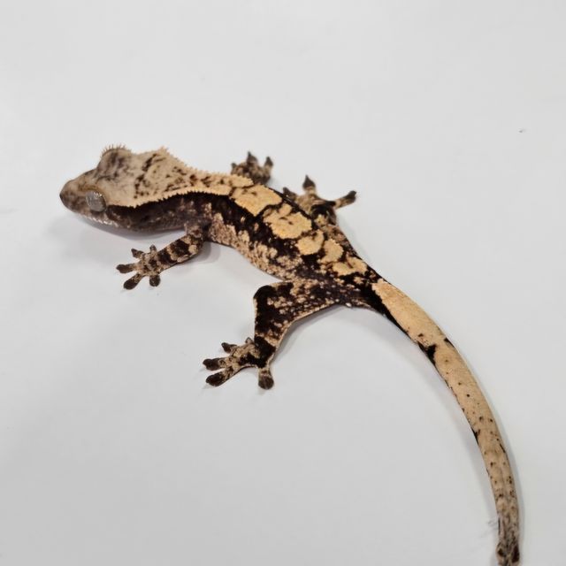 Tri Extreme Harlequin