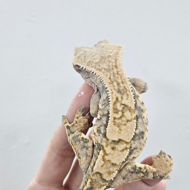 Normal Tri Extreme Harlequin