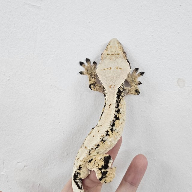 Normal Extreme Harlequin Tri