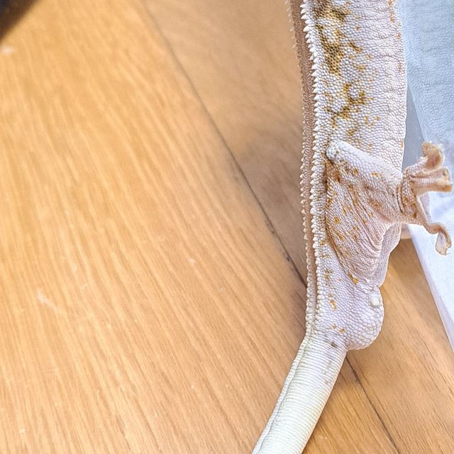 릴리화이트