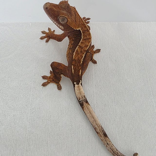 100% Het Axanthic White Pin