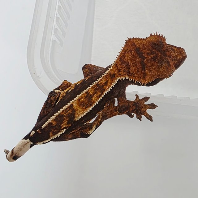 100%헷아잔틱 화이트핀