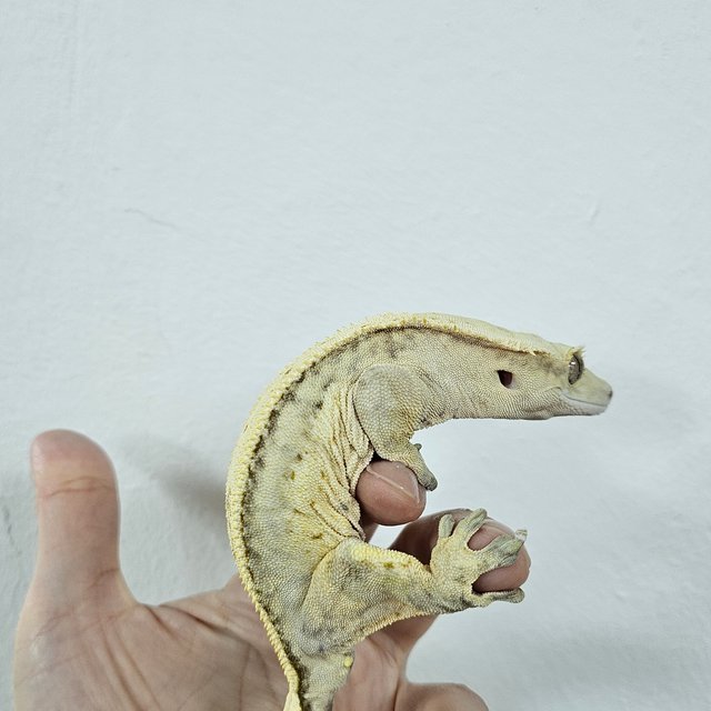 Cream Creamsicle