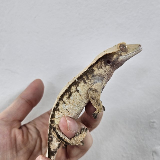 Normal Tri Extreme Harlequin