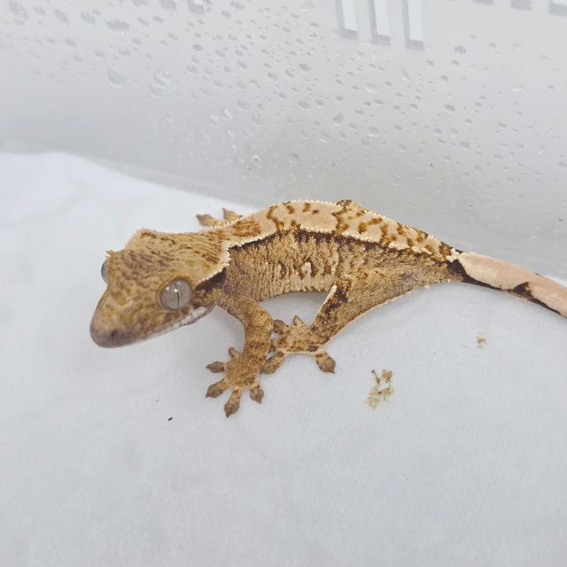 트라이 익스트림할리퀸