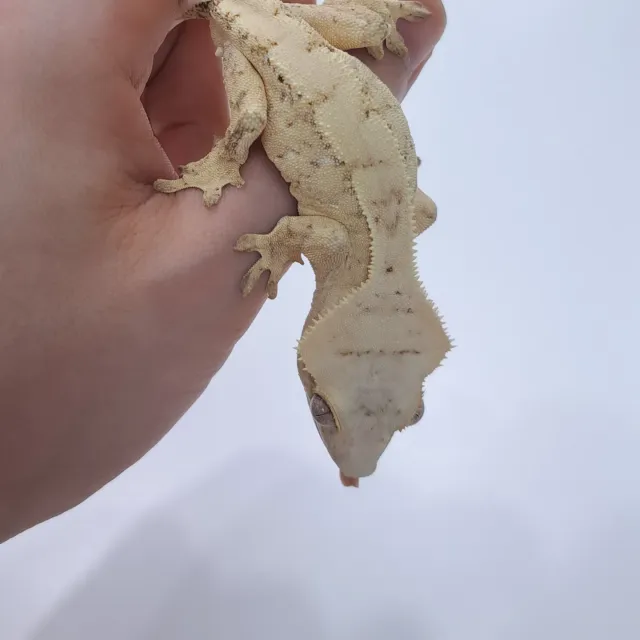 Cream White