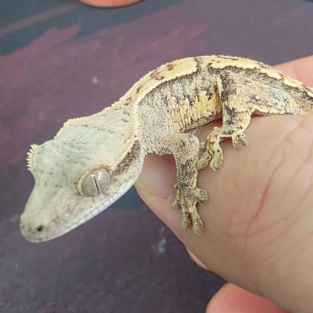 Extreme Harlequin Tri