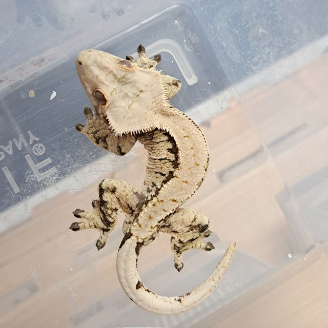 Extreme Harlequin Solid Back White Spot