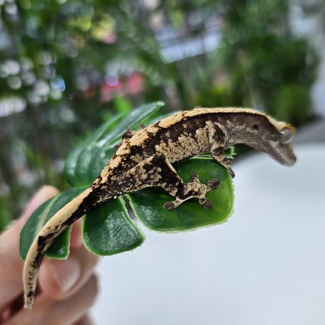 Tri Extreme Harlequin
