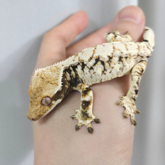 White Spot Extreme Harlequin Drippy Tri White Porthole