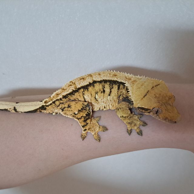 Tri Extreme Harlequin