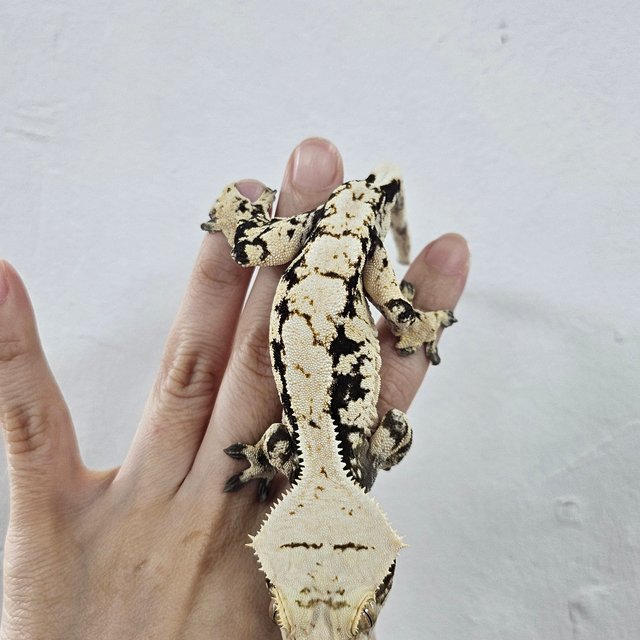 Normal Extreme Harlequin Dark White