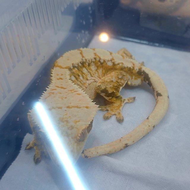 트라이 익스트림할리퀸