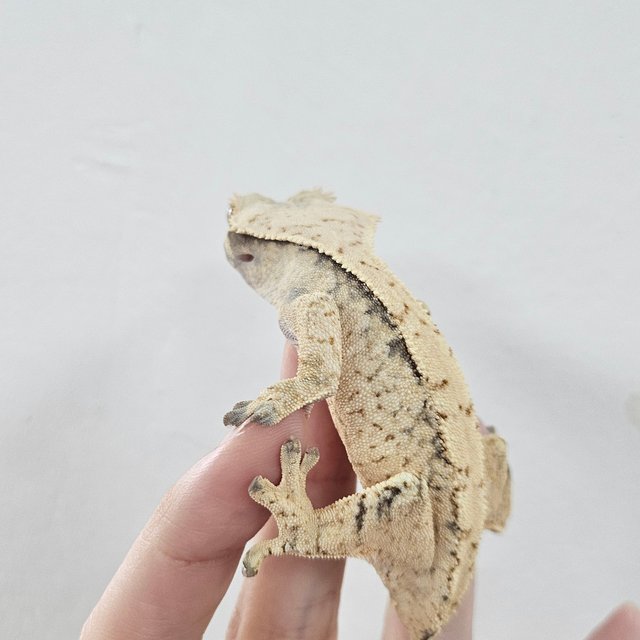 Normal Tri Extreme Harlequin White Spot