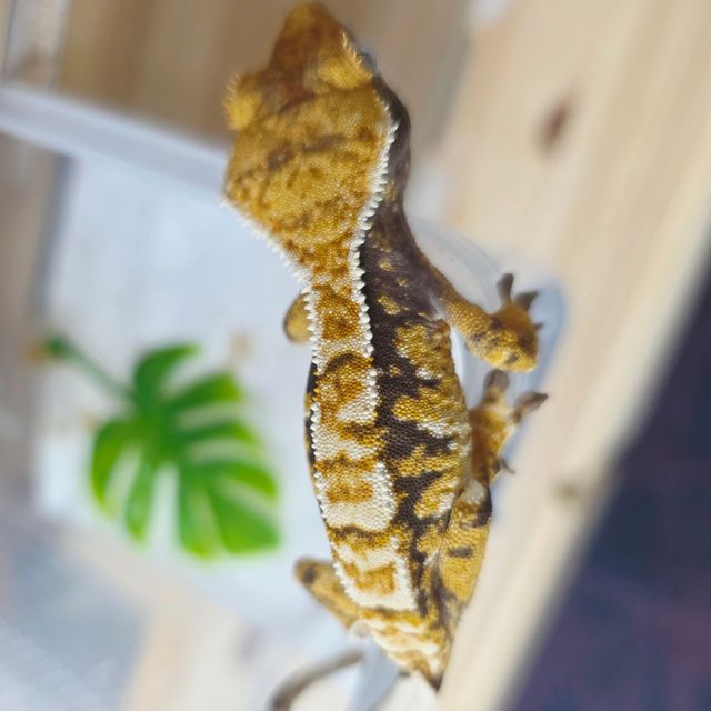 트라이 익스트림할리퀸 텐저린