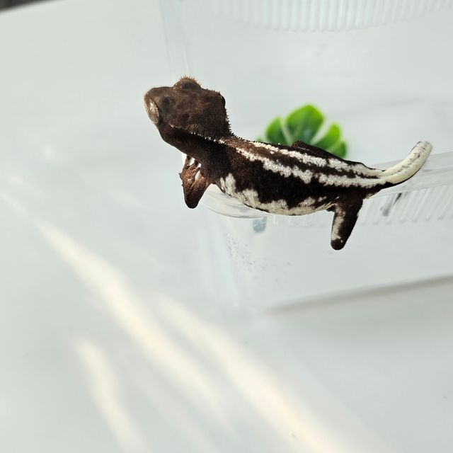 릴잔틱