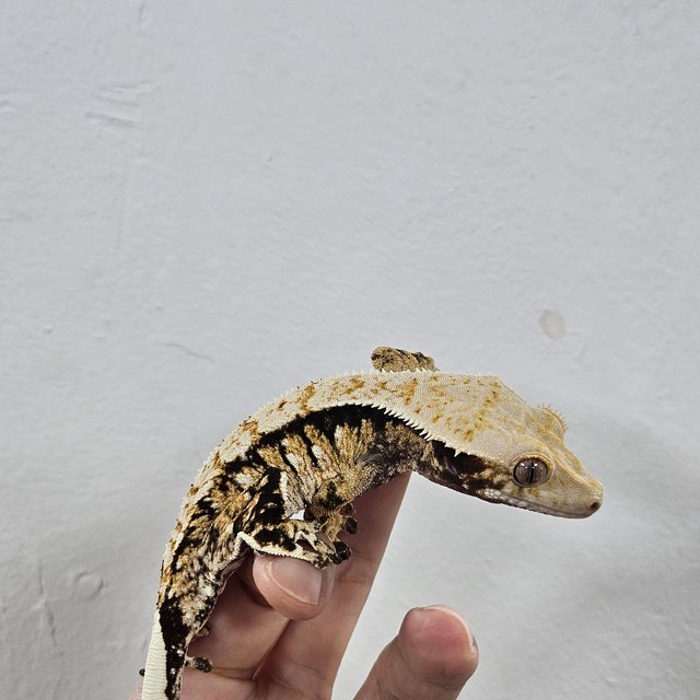 Normal Tri Extreme Harlequin