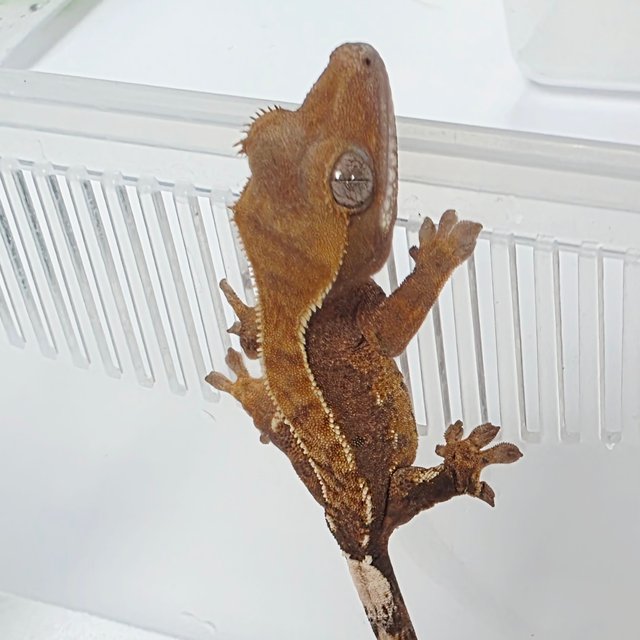 100% Het Axanthic White Pin