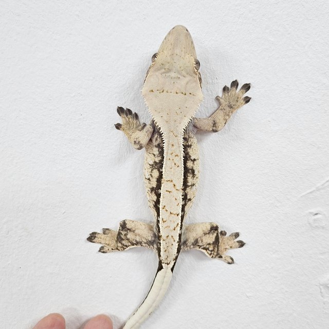 Normal Tri Extreme Harlequin