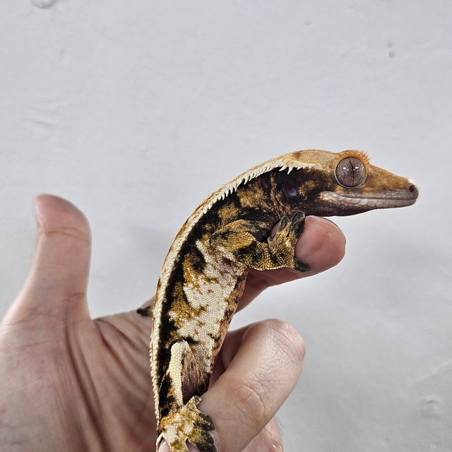 Tri Tangerine Extreme Harlequin Normal