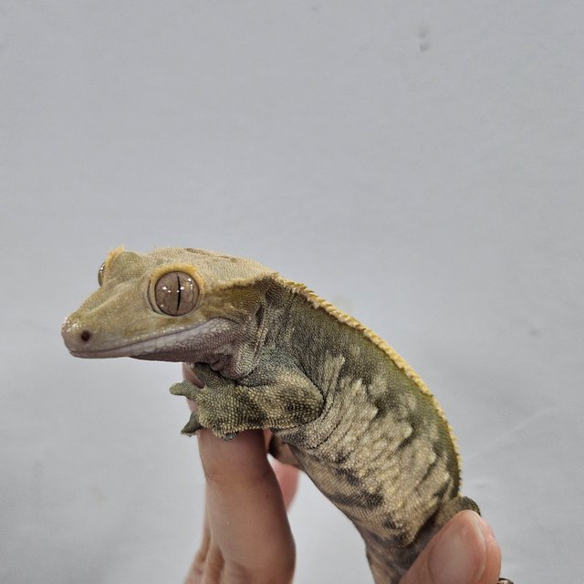 Normal Extreme Harlequin