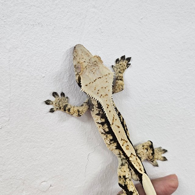 Normal Tri Extreme Harlequin