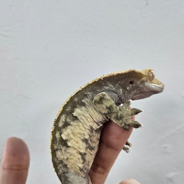 Normal Extreme Harlequin