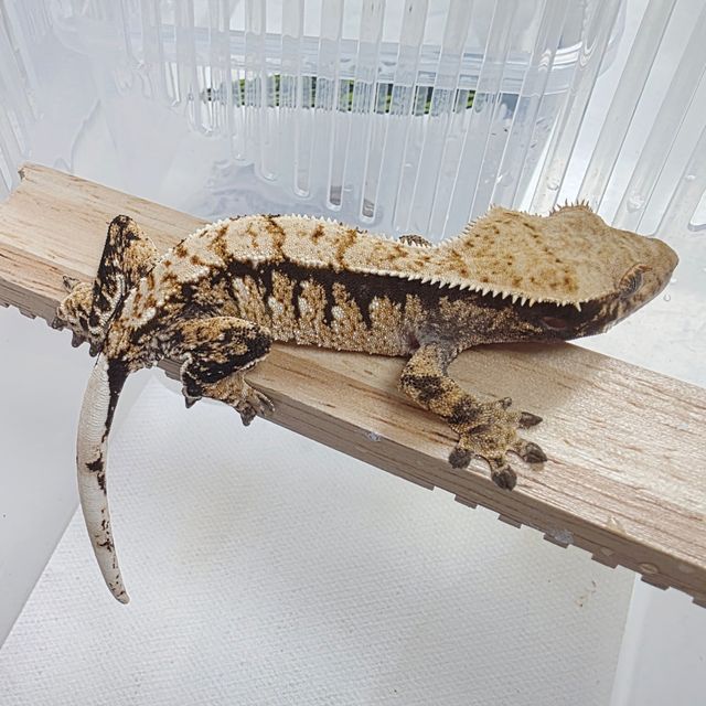 Tri Extreme Harlequin