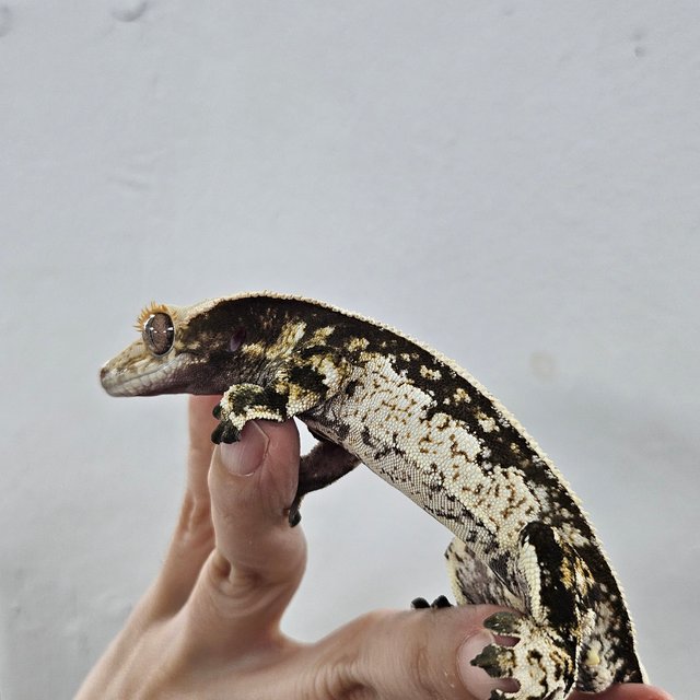 Normal Tri Extreme Harlequin
