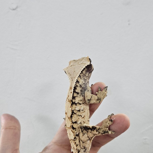 Normal Tri Extreme Harlequin