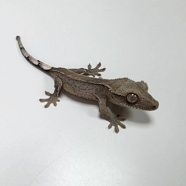 다크 벅스킨 챠콜