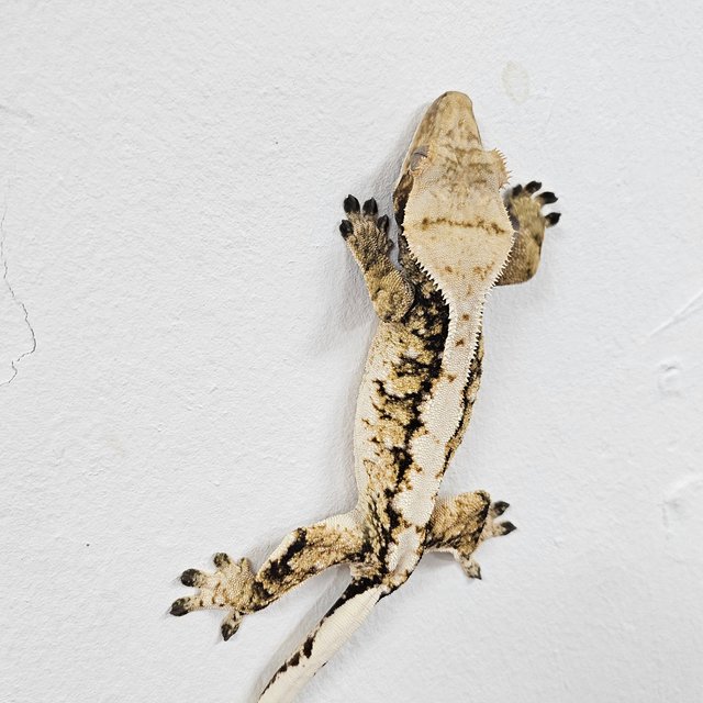 Tri Extreme Harlequin