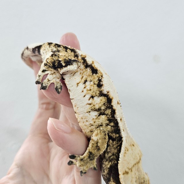 Tri Extreme Harlequin