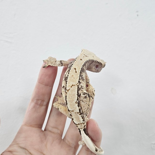 Normal 100% Het Axanthic