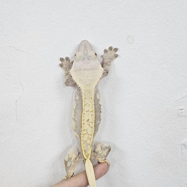Normal Extreme Harlequin
