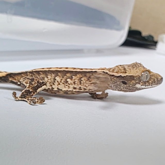 Normal Full Pinstripe