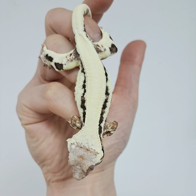프라푸치노