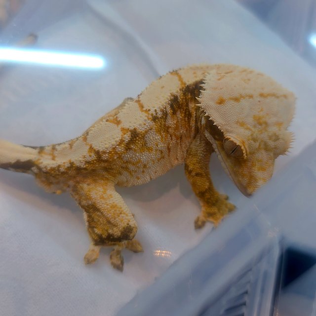 트라이 익스트림할리퀸