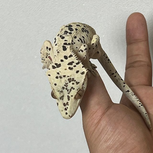 Super Dalmatian